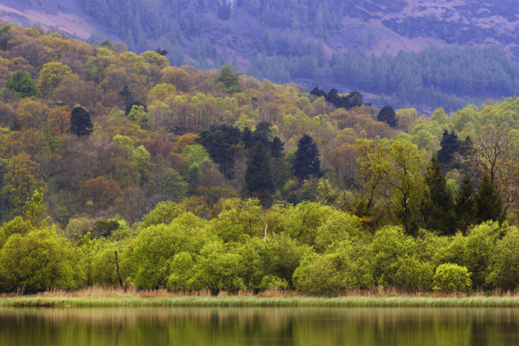 England, Cumbria, Lake District National Park. Surrounding fellside and vegetation reflected in the still waters of Elterwater