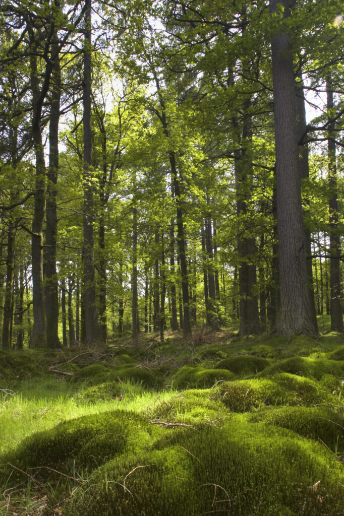 England, Cumbria, Lake District National Park. Woodland found close to the banks of Derwentwater.