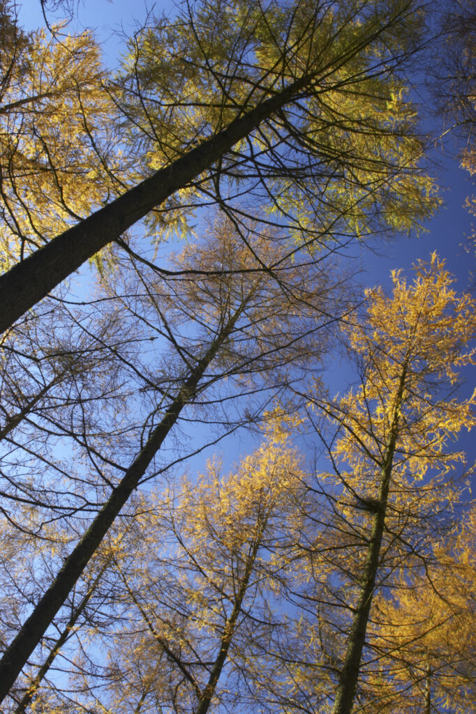 England, Cumbria, Caldbeck. The late autumn colours and hues of woodland in Parsons Park
