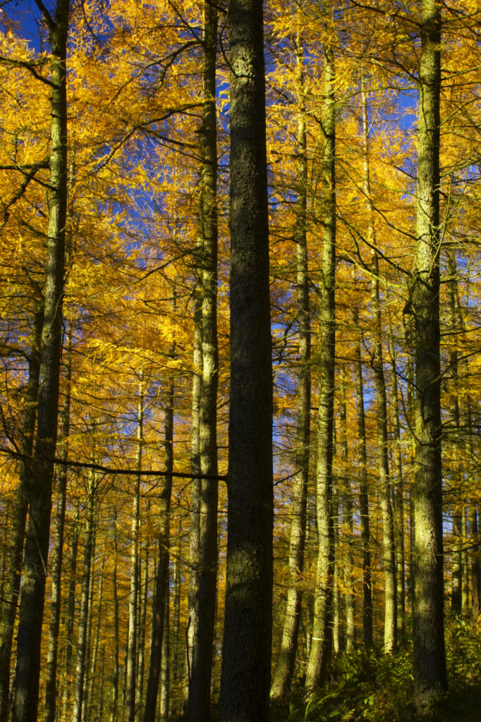England, Cumbria, Caldbeck. The late autumn colours and hues of woodland in Parsons Park