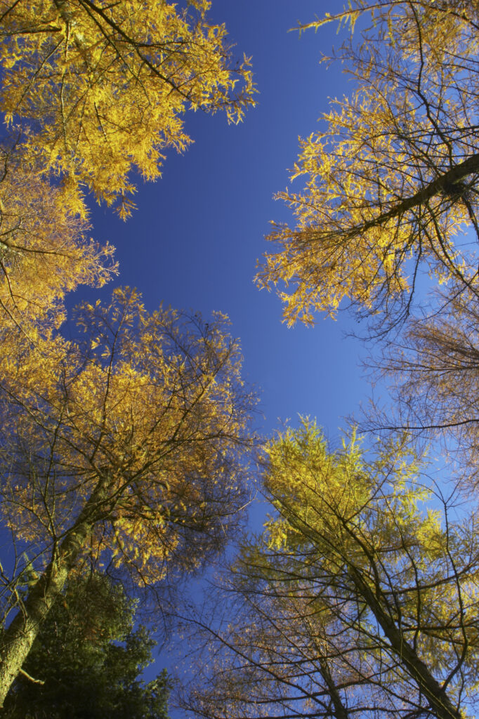 England, Cumbria, Caldbeck. The late autumn colours and hues of woodland in Parsons Park