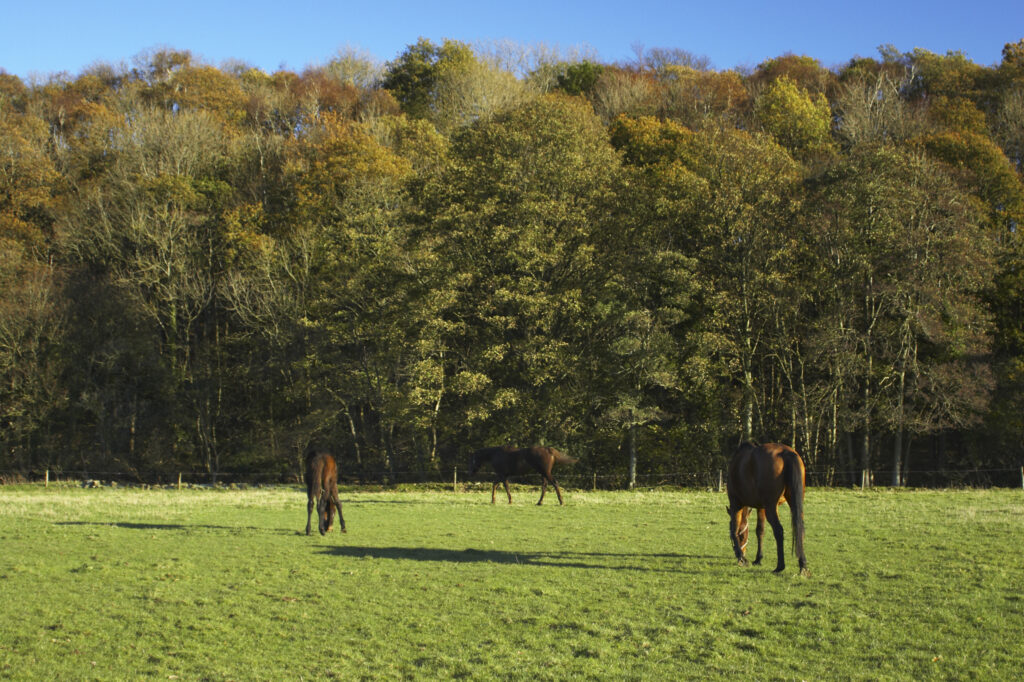 England, Cumbria, Cumbria Way Track. Horses in a field near Bell Bridge.