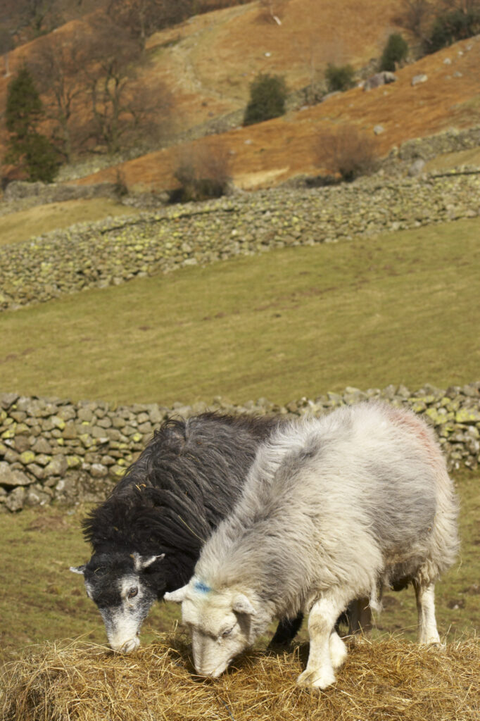 ENGLAND, Cumbria, Lake District National Park. Sheep grazing in a field near Stonethwaite and the Borrowdale Valley.