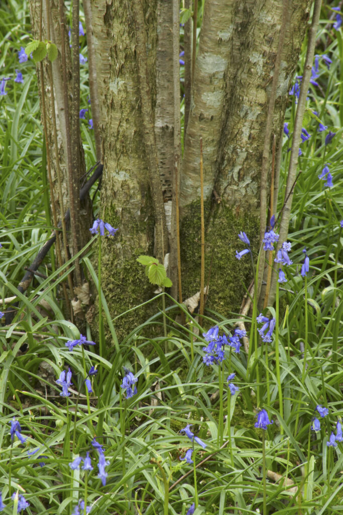 England, Cumbria, Native Bluebell Flower In Spring A group view of native bluebells photographed in woodland by Elterwater