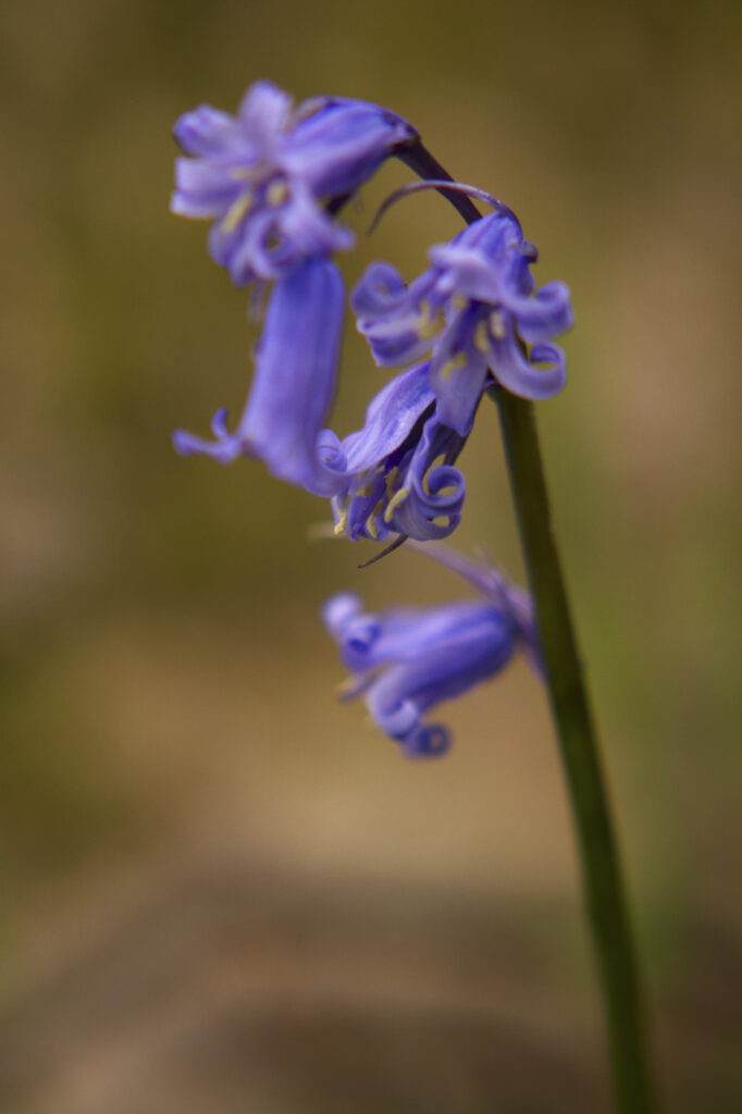 England, Cumbria, Native Bluebell Flower In Spring A close up view of a native bluebell photographed in woodland by Elterwater
