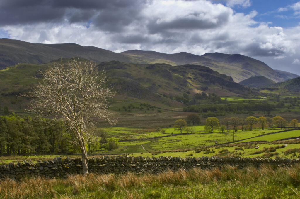 ENGLAND Cumbria Lake District National Park A lonely tree on the farmed plains of Castlerigg Fell, near Keswick.