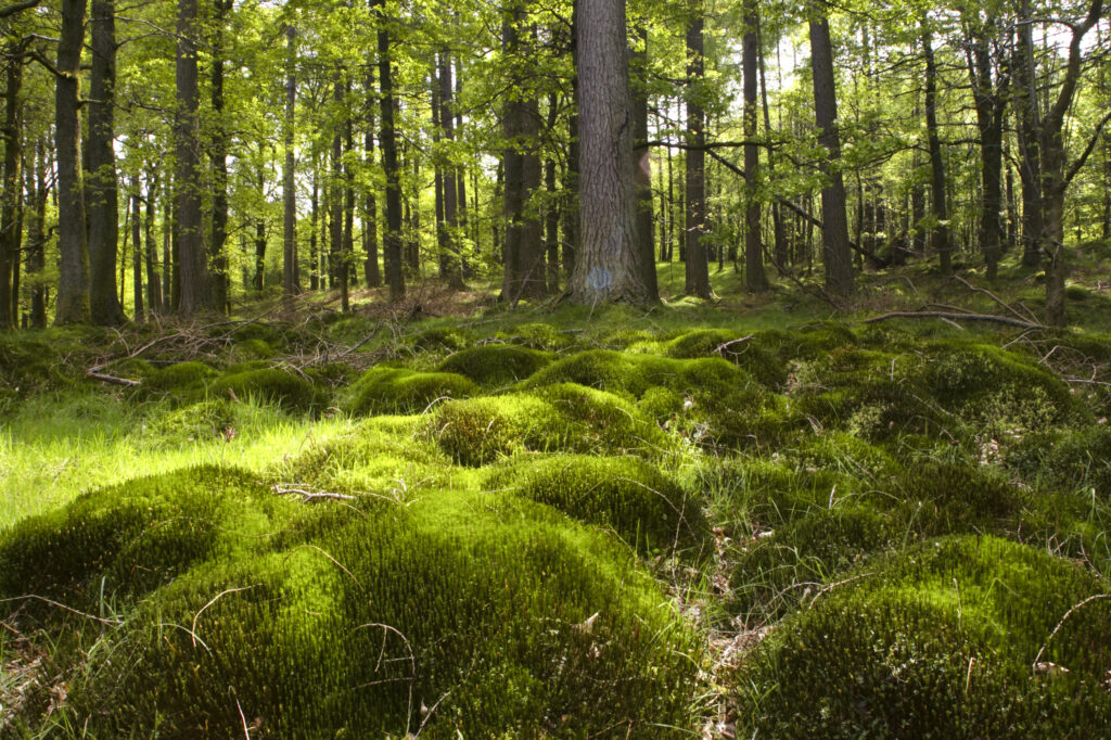 England, Cumbria, Lake District National Park. Woodland found close to the banks of Derwent Water