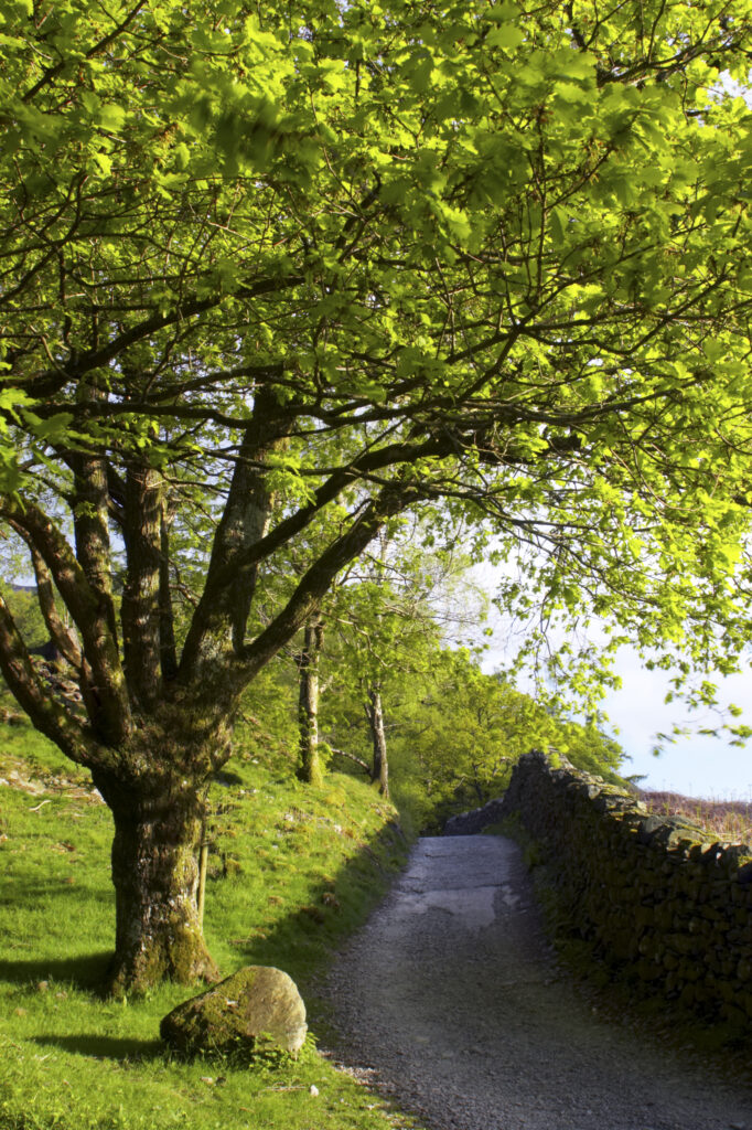 England, Cumbria, Lake District National Park. Public bridleway near Dalt wood in Borrowdale, along the Cumbria Way track.