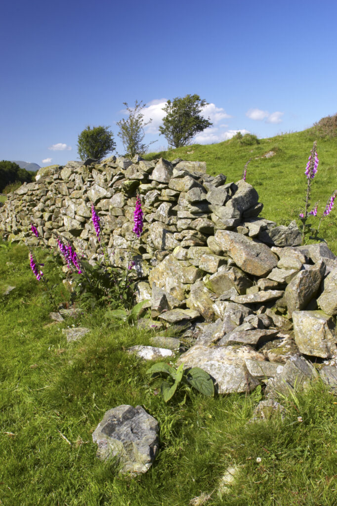 England, Cumbria, Lake District National Park. Foxgloves and dry stone wall on the Cumbria Way track near to Kendall ground.