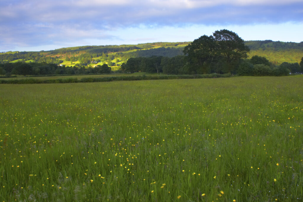 England, Cumbria, Lake District National Park. Wild flower meadow along the Cumbria Way track, near Coniston.