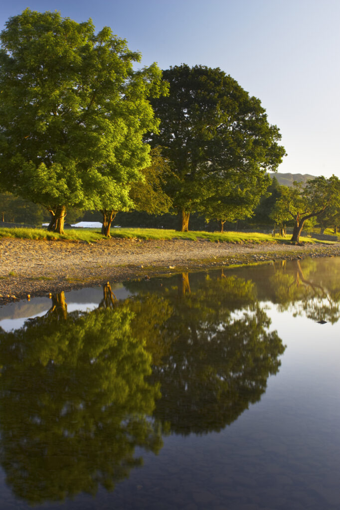 England, Cumbria, Lake District Trees near the lake shore of Coniston Water, within the Lake District National Park