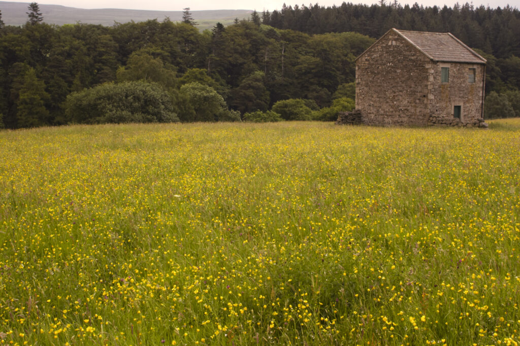 England, County Durham, Middleton In Teesdale. A wild flower meadow and a stone built farm building in County Durham.