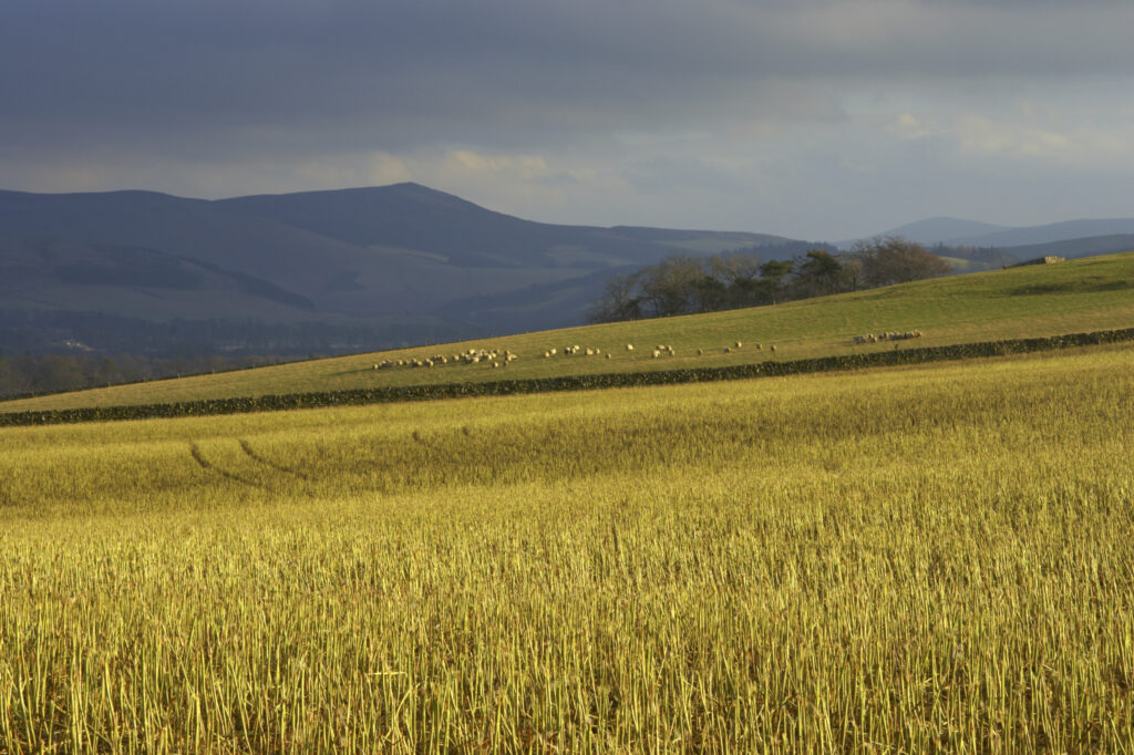 Scotland, Scottish Border, Peebles. Fields against a backdrop of hills, near the town of Peebles in the Scottish Borders.