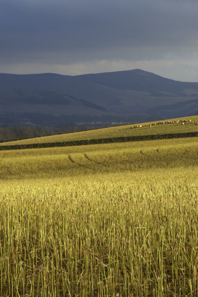Scotland, Scottish Border, Peebles. Fields against a backdrop of hills, near the town of Peebles in the Scottish Borders.