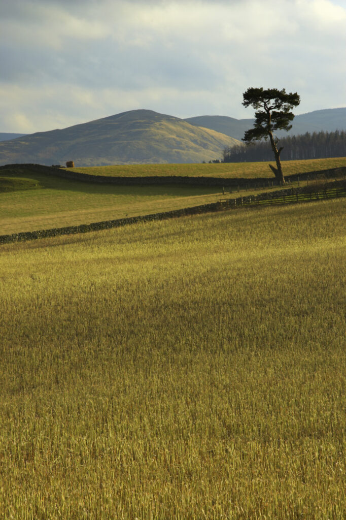 Scotland, Scottish Borders, Peebles. Fields, hills and tree near the town of Peebles in the Scottish Borders.