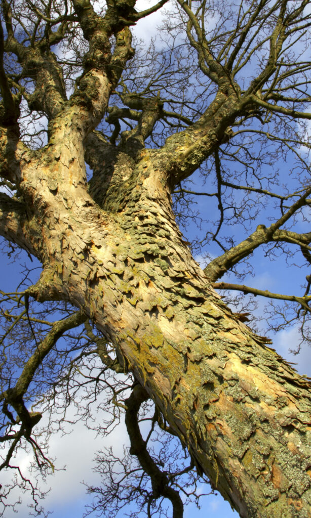 Scotland, Scottish Border, Peebles. Tree in a field near the town of Peebles, in the Scottish Borders.