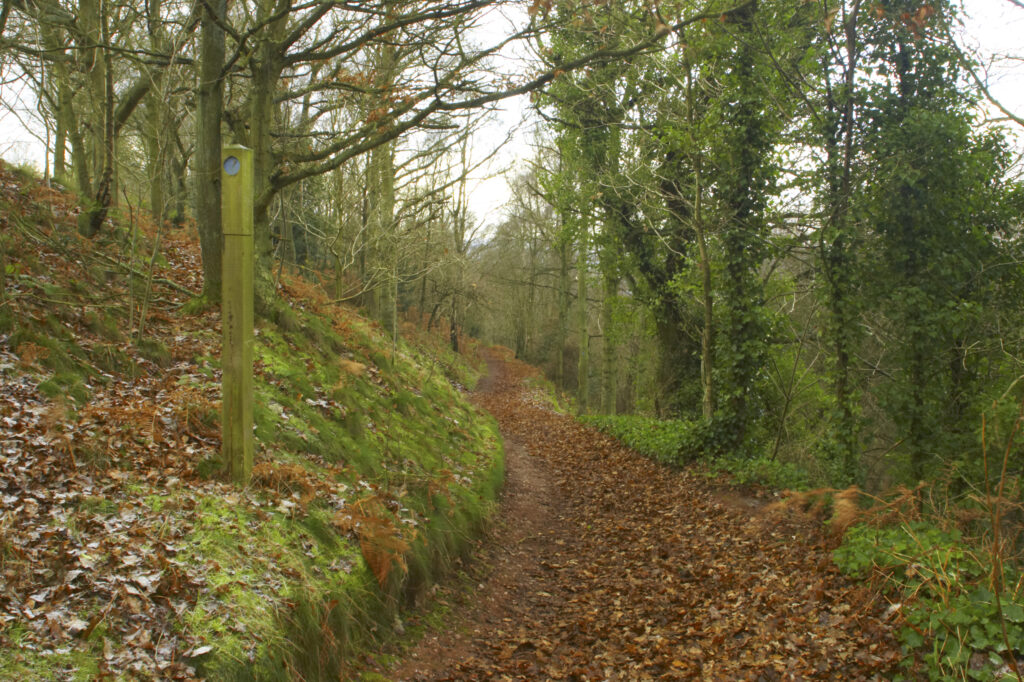 England, Staffordshire, Kinver Edge. Well defined path running through woodland at Kinver Edge. (National Trust)