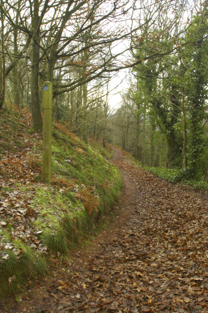England, Staffordshire, Kinver Edge. Well defined path running through woodland at Kinver Edge. (National Trust)