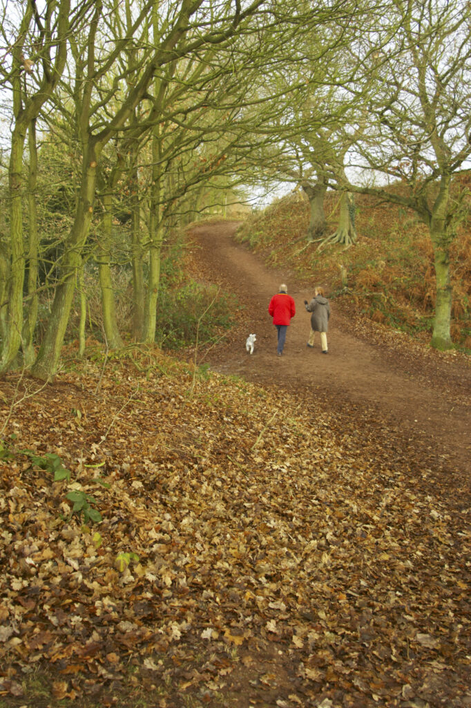 England, Staffordshire, Kinver Edge. Couple walking a dog through woodland at Kinver Edge. (National Trust)