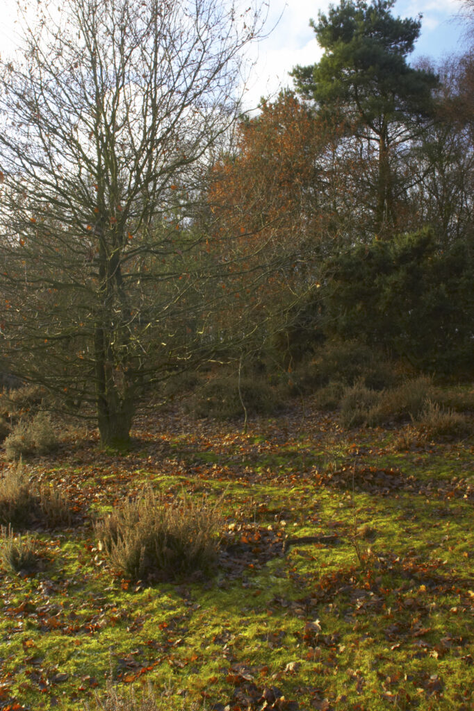 England, Staffordshire, Kinver Edge. Edge of woodland and open heathland at Kinver Edge. (National Trust)