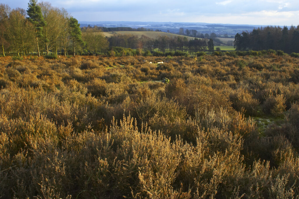 England, Staffordshire, Kinver Edge. Heathers and trees on open heathland at Kinver Edge. (National Trust)