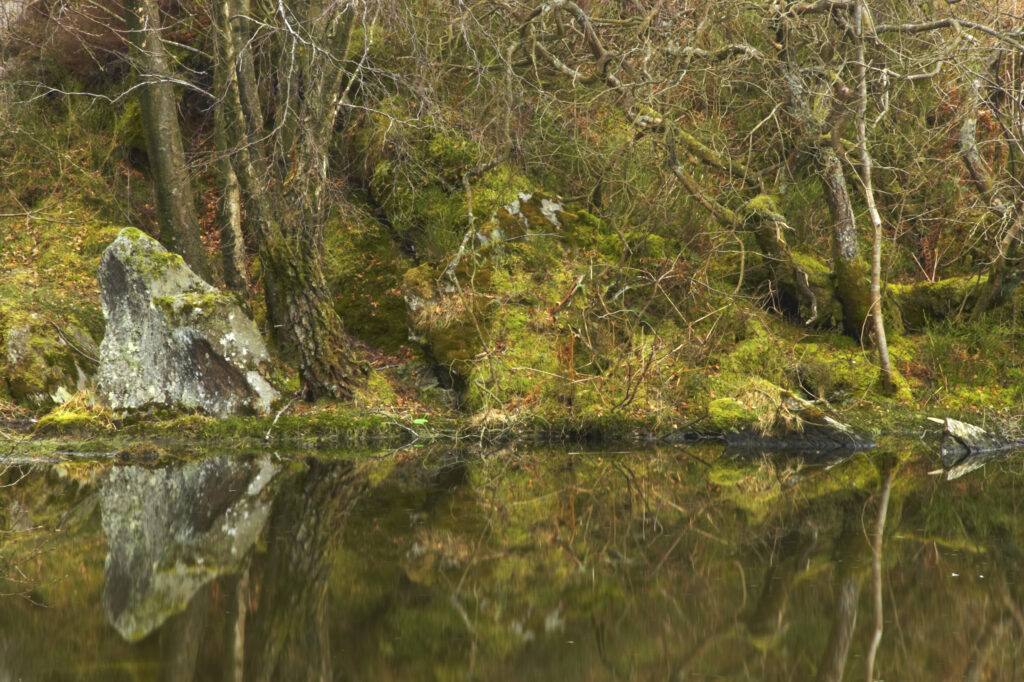 Wales, Caernarfonshire, Snowdonia National Park. The lake, Llyn Elsi, located within Gwydyr Forest Park near the town of Betws-y-Coed.