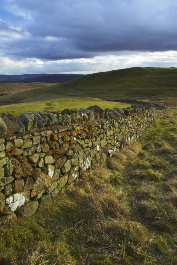 England, Northumberland, Northumberland National Park. Dry stone wall running alongside Clennell Steet, as it heads towards Alwinton and the Coquetdale Valley.