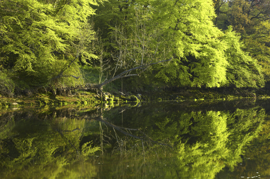England, Northumberland, Warkworth. Spring foliage, reflected in the still waters of the River Coquet in Warkworth Village, located near the Northumberland Heritage Coast.