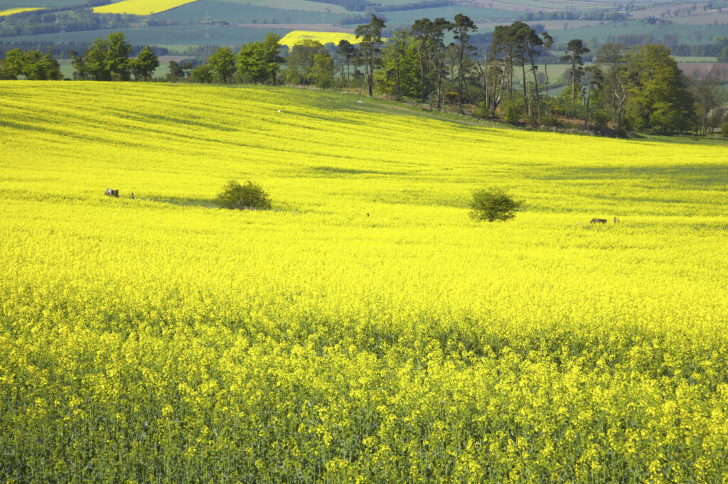 England, Northumberland, Ford. The vibrant colours of a Rape field near Ford in Northumberland.