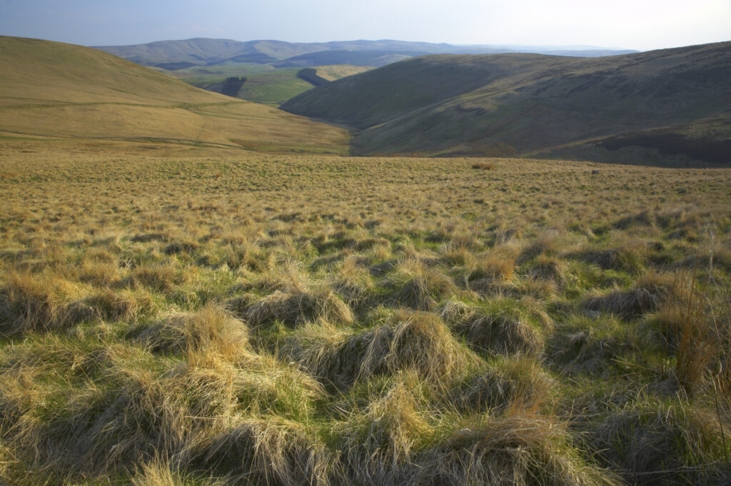 Scotland, Scottish Borders, The Pennine Way. View looking from the Pennine Way on the final leg towards Kirk Yetholm.