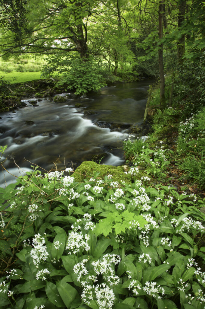 England, Cumbria, Lake District National Park. Yewdale Beck running through woodland and a blanket of Ramsons wild garlic.
