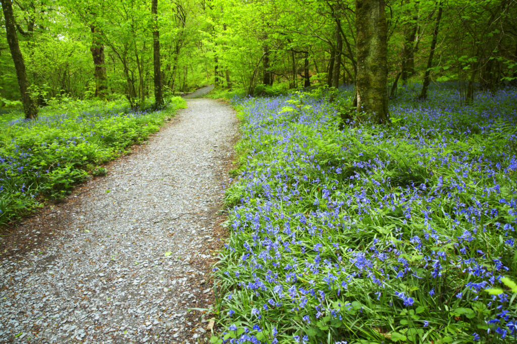 England, Cumbria, Lake District National Park. Path running through a blanket of bluebells in woodland near Coniston