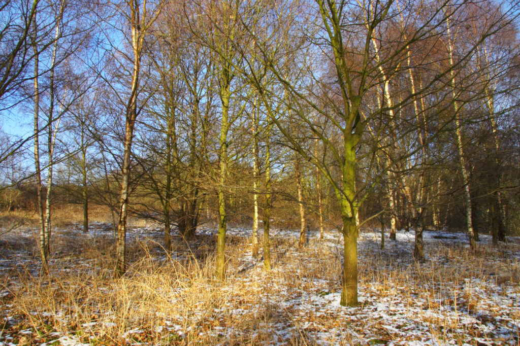ENGLAND West Midlands Baggeridge Country Park A dusting of snow transforms the woodland of this popular country park.