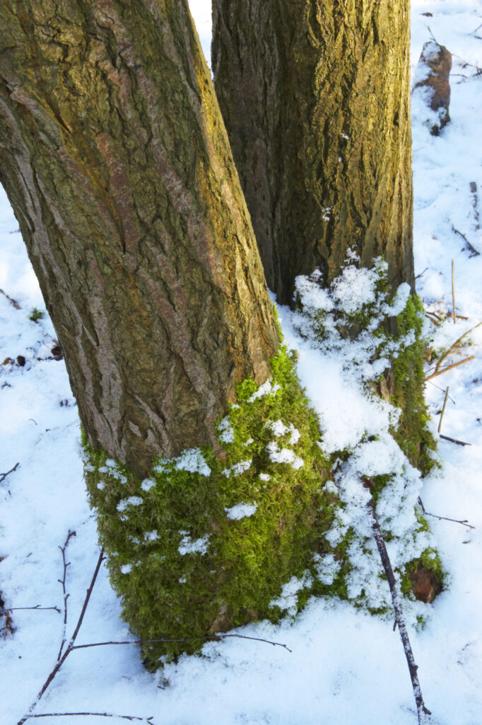 ENGLAND West Midlands Baggeridge Country Park A dusting of snow and a tree trunk located in this popular country park.