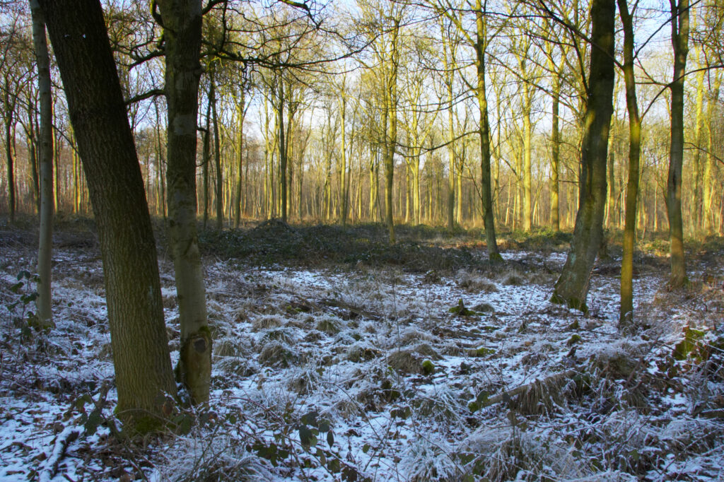 ENGLAND West Midlands Baggeridge Country Park A dusting of snow transforms the woodland of this popular country park.