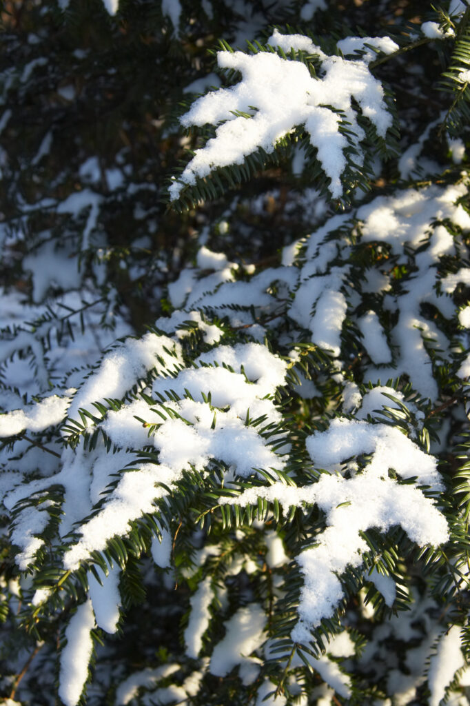 ENGLAND West Midlands Baggeridge Country Park Snow on tree branch, within the country park