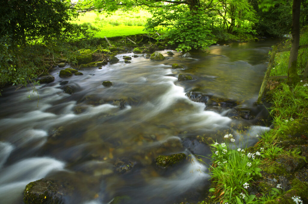 England, Cumbria, Lake District National Park. Yewdale Beck running through woodland and a blanket of Ramsons wild garlic.