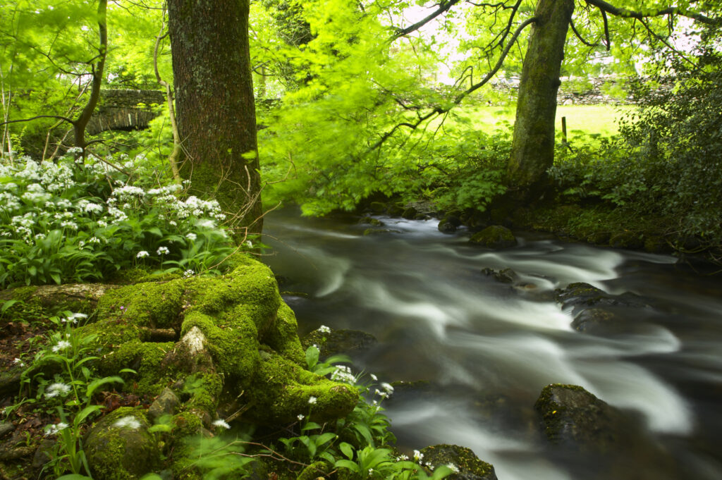 England, Cumbria, Lake District National Park. Yewdale Beck running through woodland and a blanket of Ramsons wild garlic.
