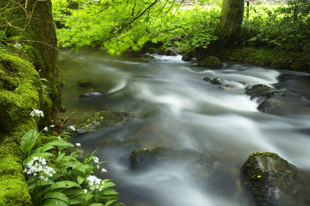 England, Cumbria, Lake District National Park. Yewdale Beck running through woodland and a blanket of Ramsons wild garlic.
