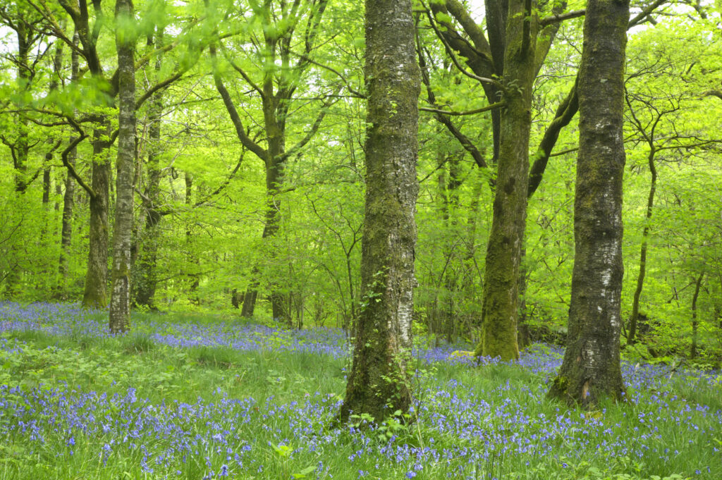 England, Cumbria, Lake District National Park. A colourful blanket of bluebells in woodland near Coniston