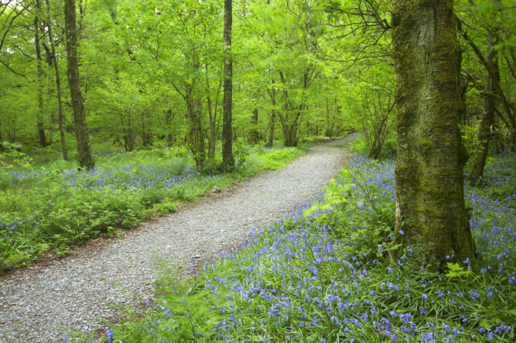 England, Cumbria, Lake District National Park. Path running through a blanket of bluebells in woodland near Coniston