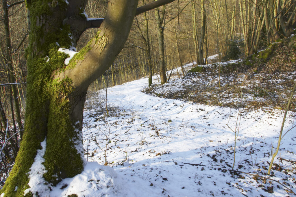 ENGLAND West Midlands Baggeridge Country Park A winter scene of a popular walking path running through the country park.
