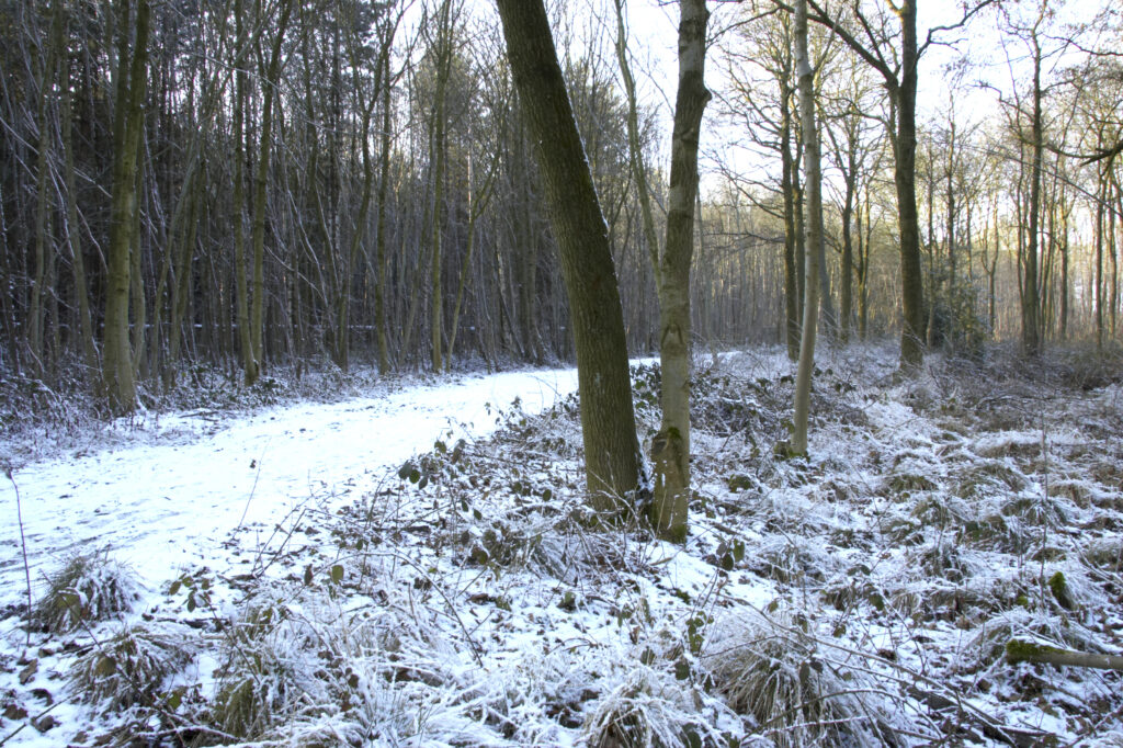 ENGLAND West Midlands Baggeridge Country Park A winter scene of a popular walking path running through the country park.