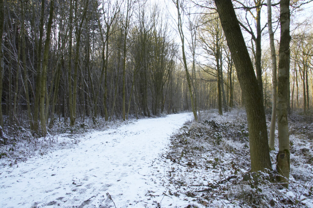 ENGLAND West Midlands Baggeridge Country Park A winter scene of a popular walking path running through the country park.