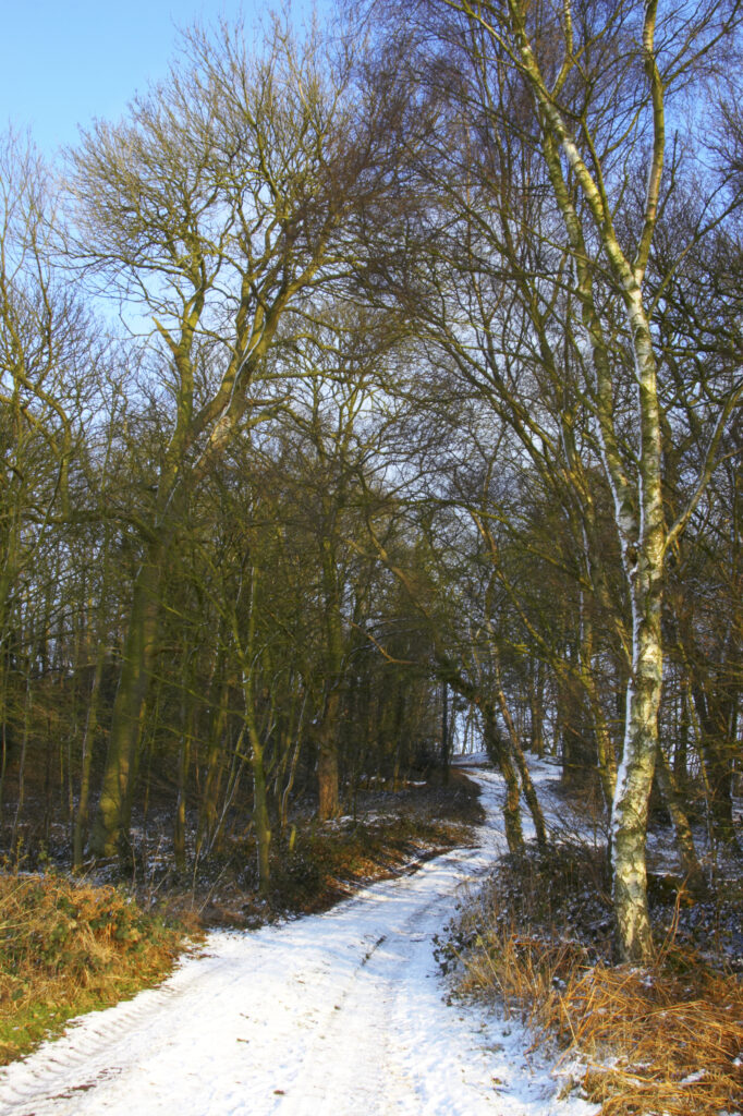 ENGLAND West Midlands Baggeridge Country Park A winter scene of a popular walking path running through the country park.