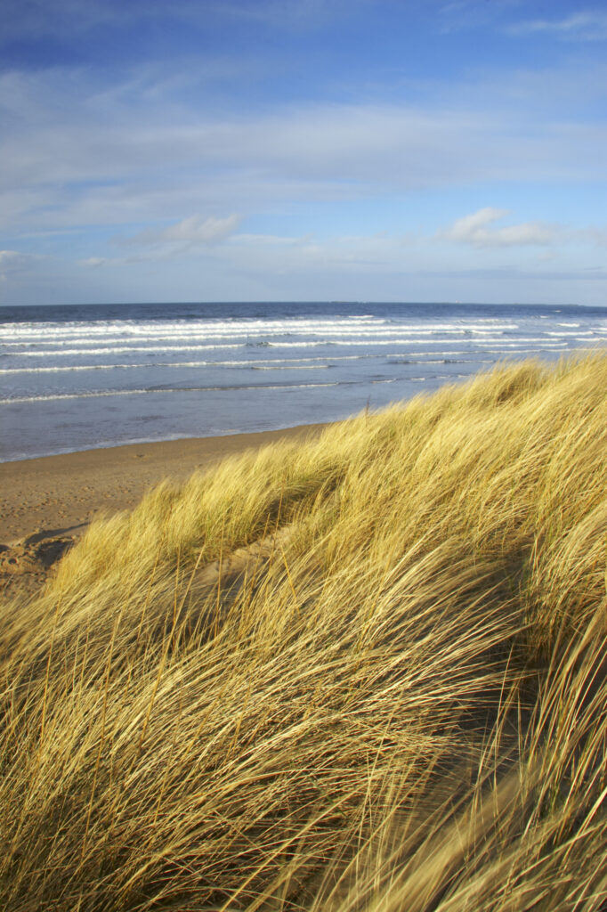 England, Northumberland, Bamburgh Castle. Vegetation on sand dunes near Bamburgh castle in Bamburgh.