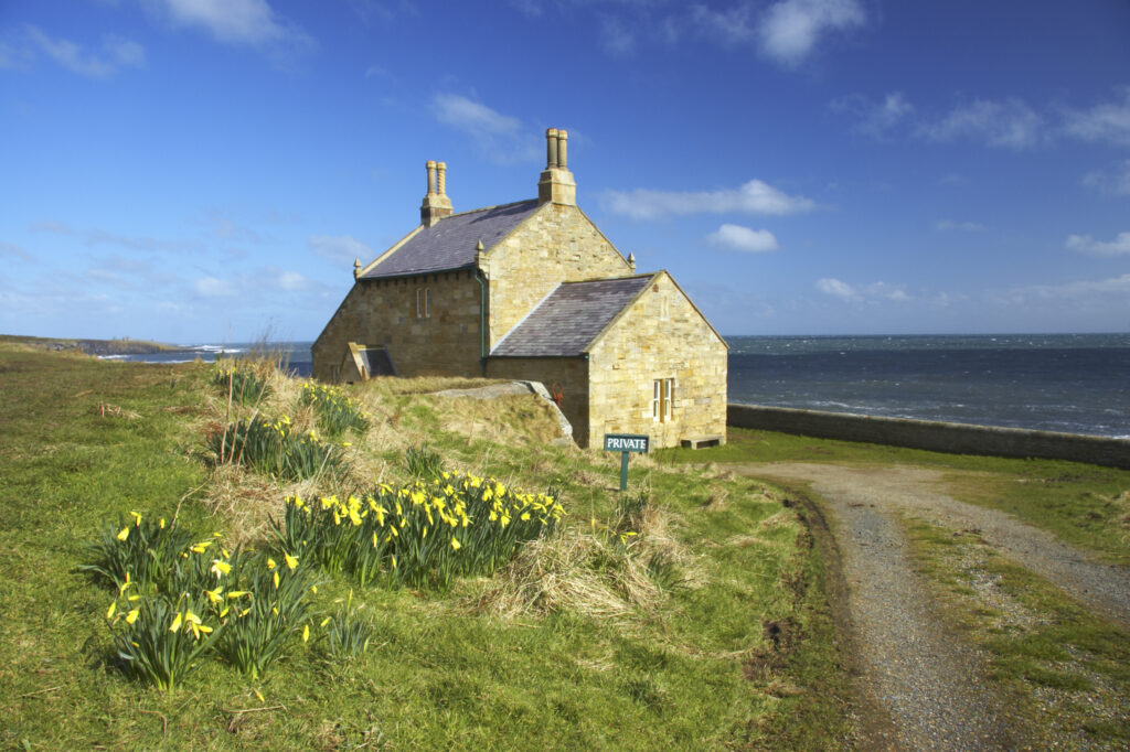 England, Northumberland, Northumberland Heritage Coast. A stone building and Daffodils near the coast south of Craster