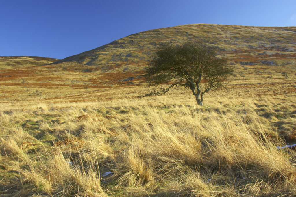 England, Northumberland, Northumberland National Park. The typical landscape encountered on the St Cuthberts way long distance track near Hethpool Mill as the track continues from the start of the College Valley to the town of wooler - the self proclaimed gateway to the cheviots and the Northumberland National Park