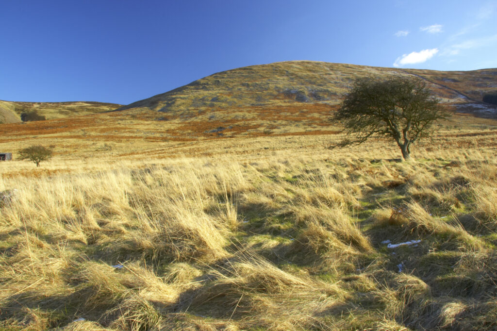 England, Northumberland, Northumberland National Park. The typical landscape encountered on the St Cuthberts way long distance track near Hethpool Mill as the track continues from the start of the College Valley to the town of wooler - the self proclaimed gateway to the cheviots and the Northumberland National Park