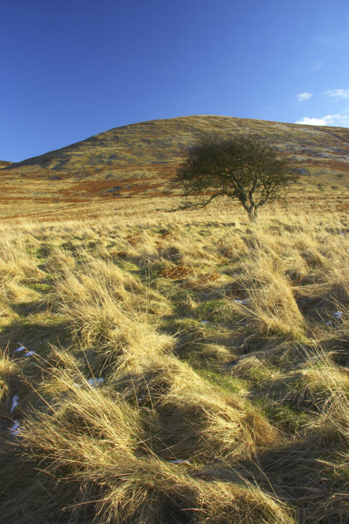 England, Northumberland, Northumberland National Park. The typical landscape encountered on the St Cuthberts way long distance track near Hethpool Mill as the track continues from the start of the College Valley to the town of wooler - the self proclaimed gateway to the cheviots and the Northumberland National Park
